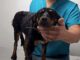 Investiga Fiscalía caso de “Violeta” perrita encontrada en tambo con chapopote