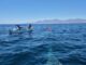 Marina rescata y libera a una ballena jorobada en el Golfo de California