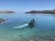 Demandan a gobierno de Trump por poner en peligro a ballenas y tortugas del Golfo de México